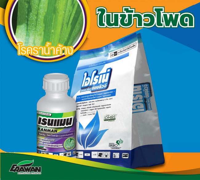 peronosclerospor-sorghi-corn