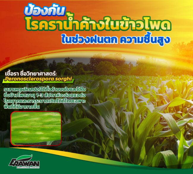 Corn-Downy mildew-so-01