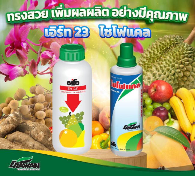 Ert23+Cifo-Cal-so-01