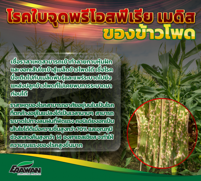 LEAF SPOT DISEASE-so-01