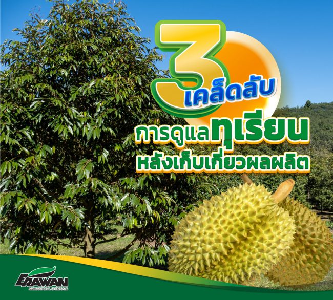 Durian-harvest-so-01