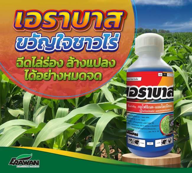 corn-erabas-so-01