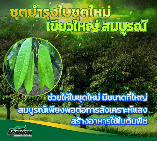 leaf-nourish-new-set-so-01-cover