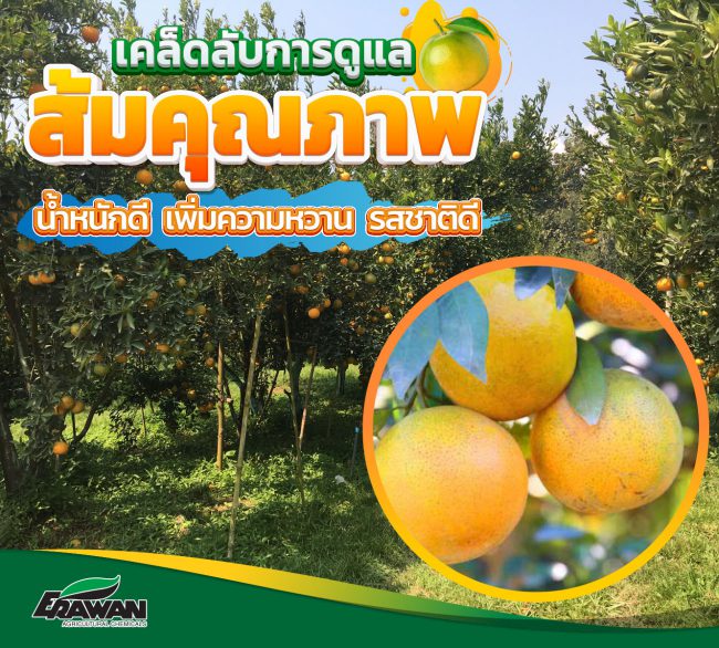 Enlarge-size-of-orange-so-01
