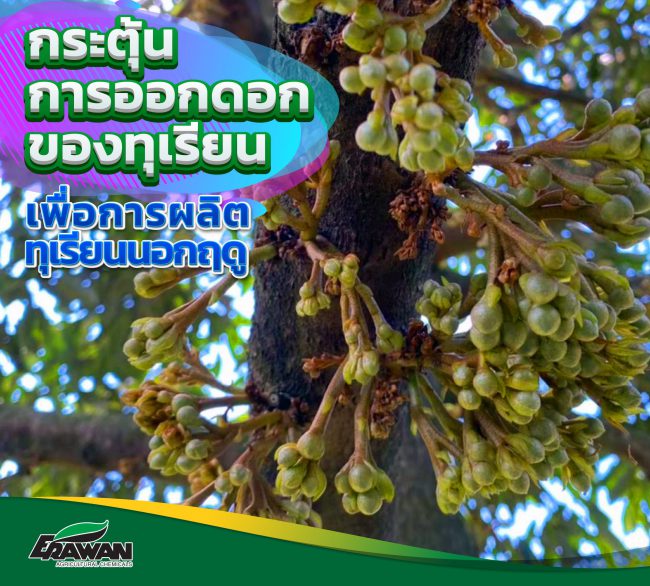 Stimulate the flowering of durian-so-01