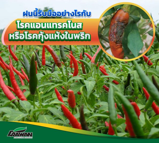chilli-anthracnose-so-01