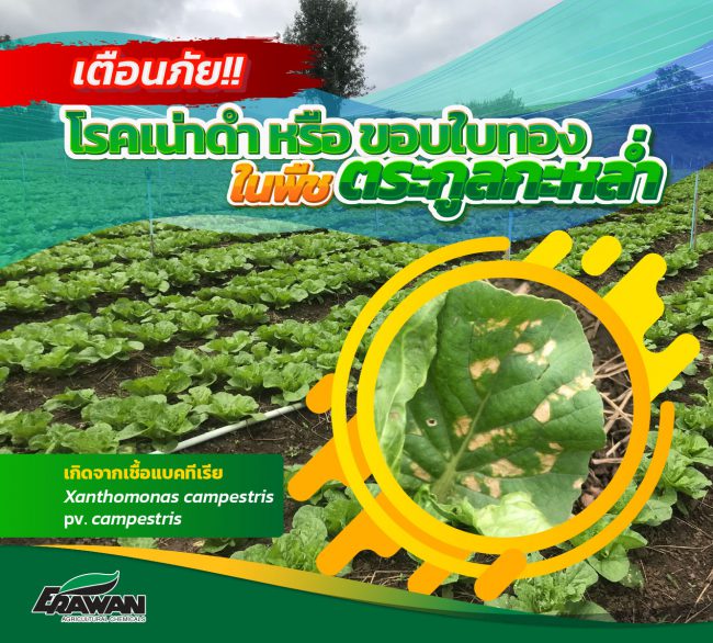 Black-rot-disease-in-cabbage-so-01