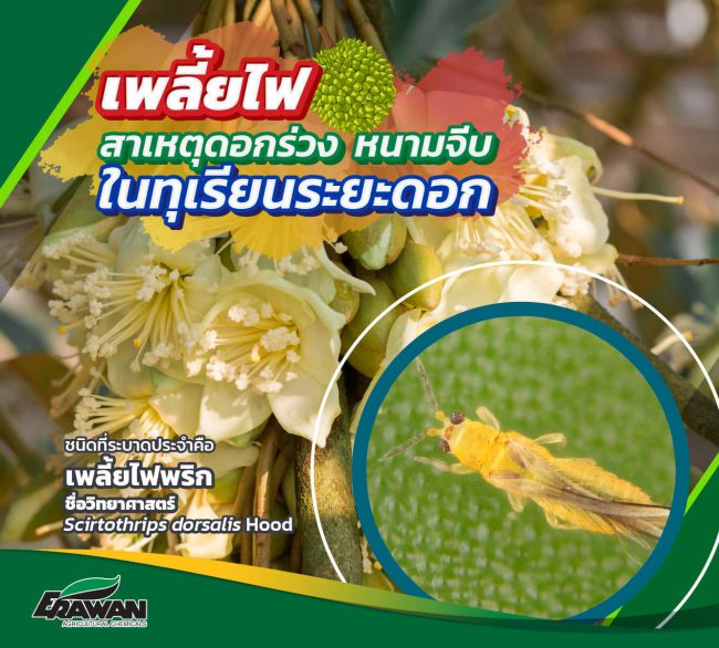 Durian-thrips-in -flowering-stage-so-01