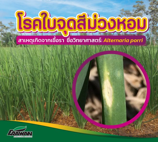 Purple_Blotch_Disease-so-01