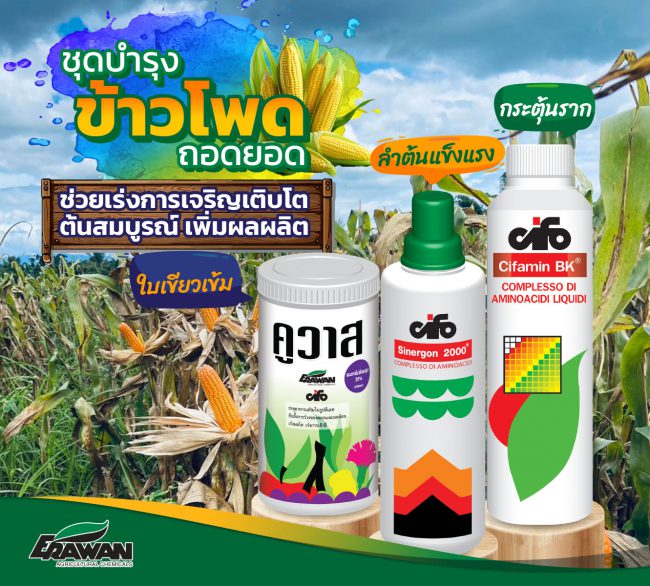 Corn-care-set-with-top-removed-so-01