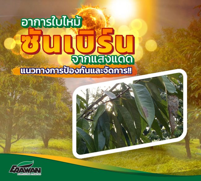 Sunburn-leaves-from-sun-allergy-so-01