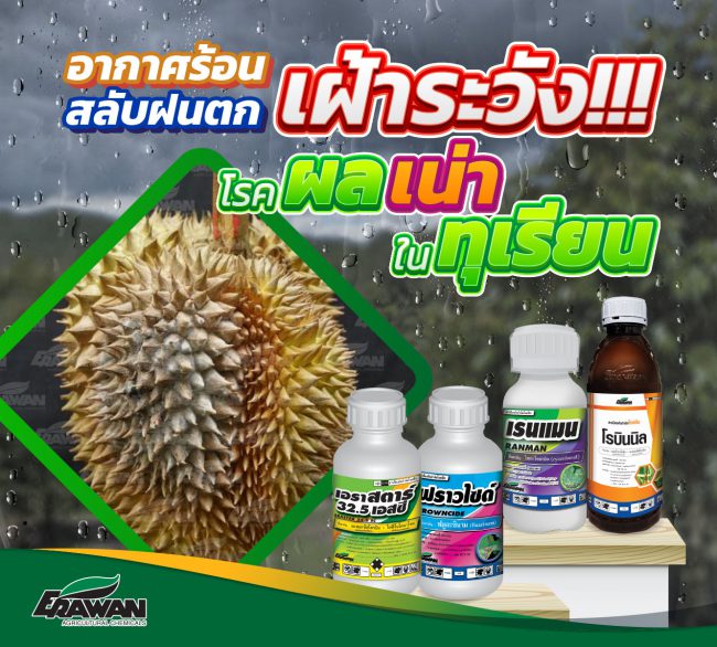 Durio-zibethinus-so-01