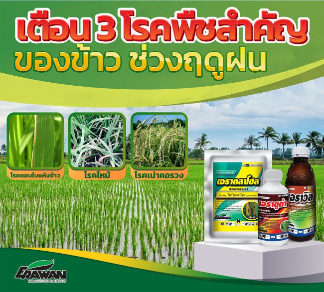 3-rice-disease-so-01